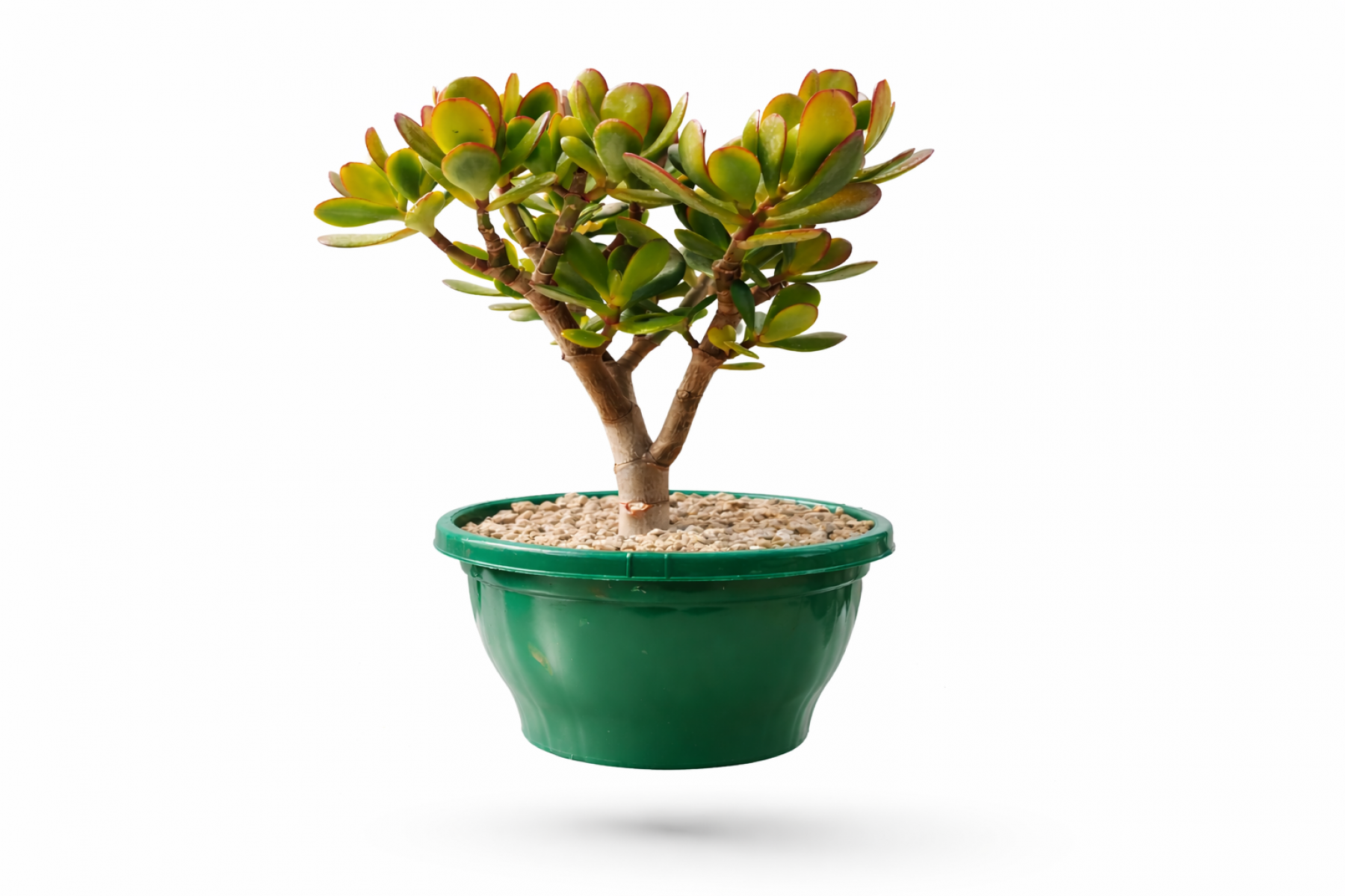 BONSAİ CRASSULA OVATA - PARA AĞACI (5 YAŞINDA)