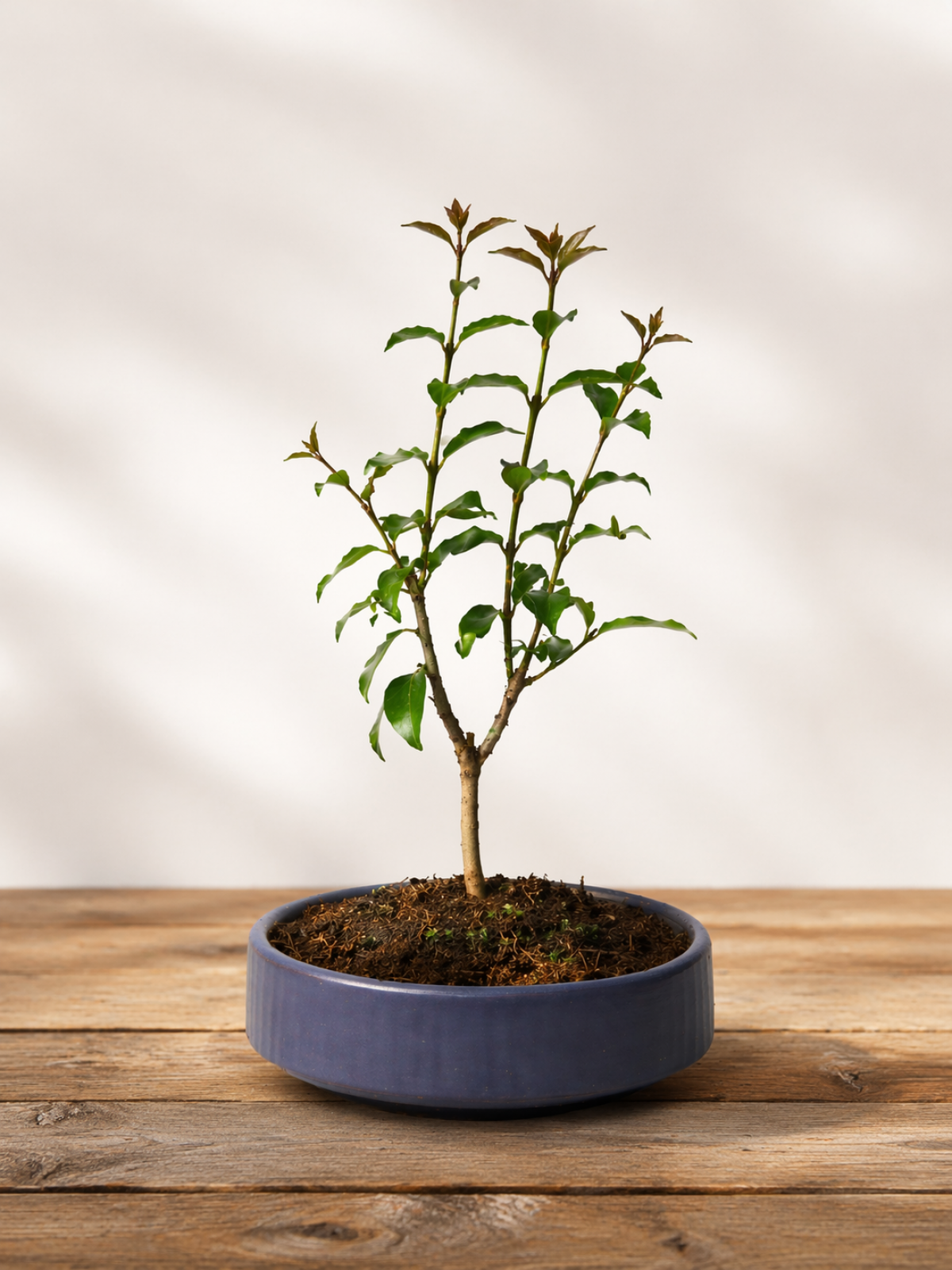 Bonsai L. Japonica - Grey Handmade Pot No: 7 Bonsai L. Japonica - Grey Handmade Pot No: 7