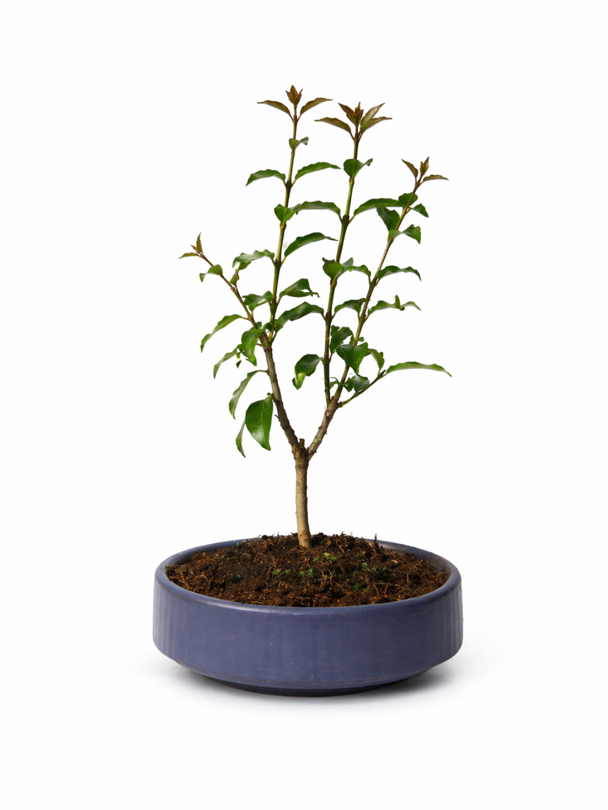 Bonsai L. Japonica - Grey Handmade Pot No: 7