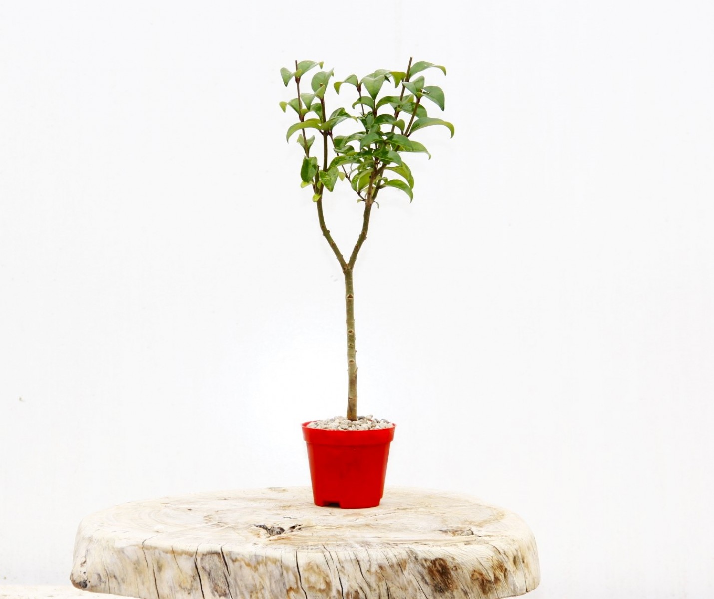 BONSAİ LİGUSTRUM JAPONİCUM 3 ADET - HEDİYELİK KIRMIZI SAKSIDA