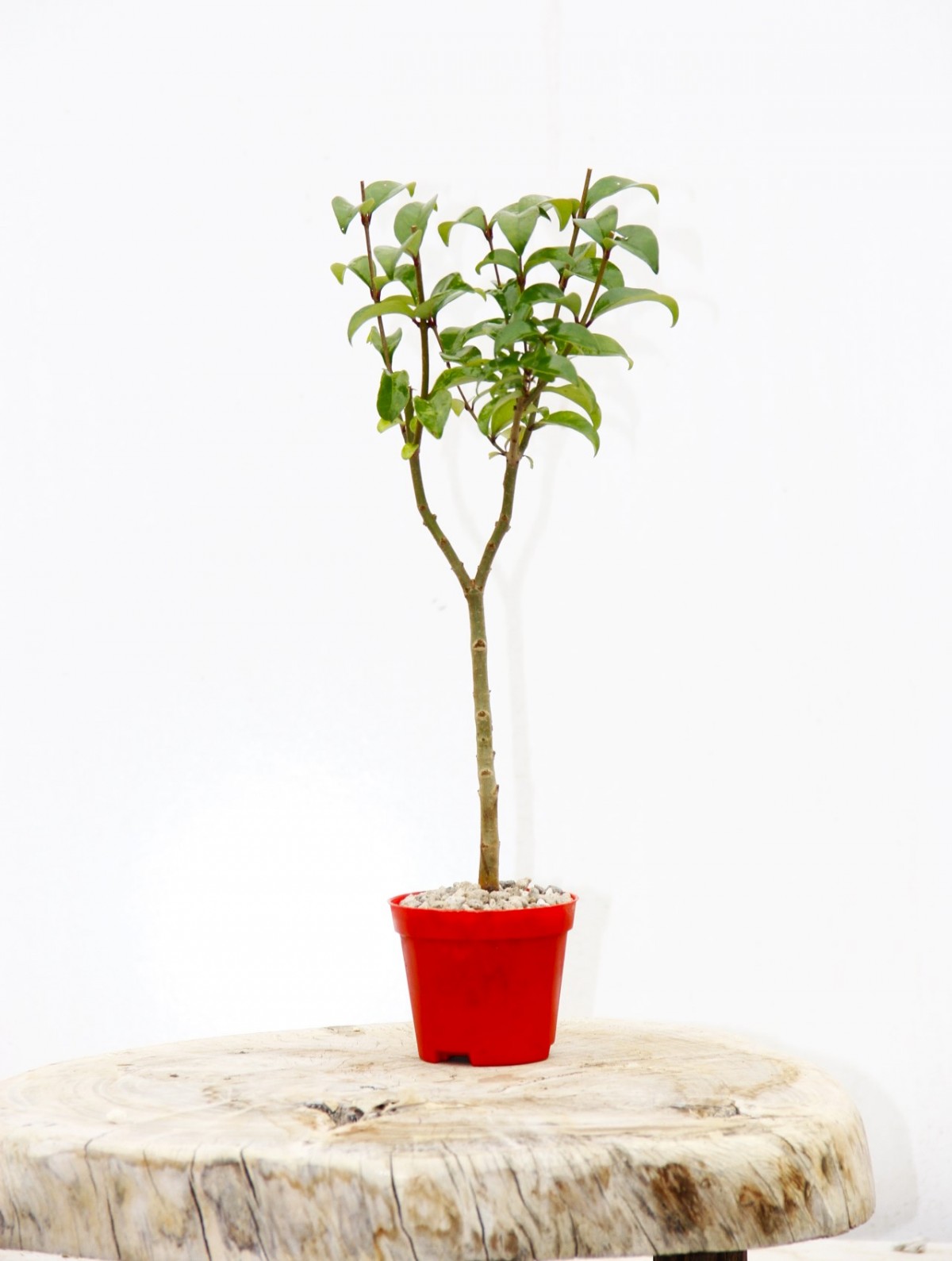 BONSAİ LİGUSTRUM JAPONİCUM 3 ADET - HEDİYELİK KIRMIZI SAKSIDA