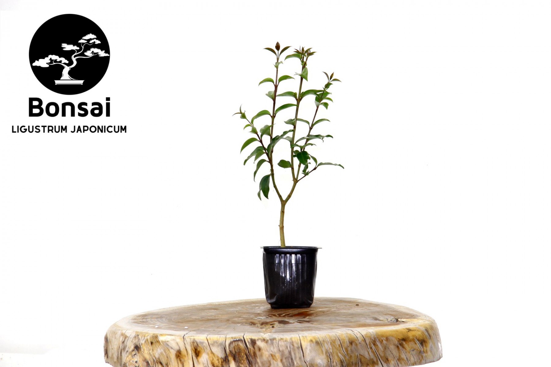BONSAİ LİGUSTRUM JAPONİCUM - HEDİYELİK 25-30 cm BONSAİ LİGUSTRUM JAPONİCUM - HEDİYELİK 25-30 cm