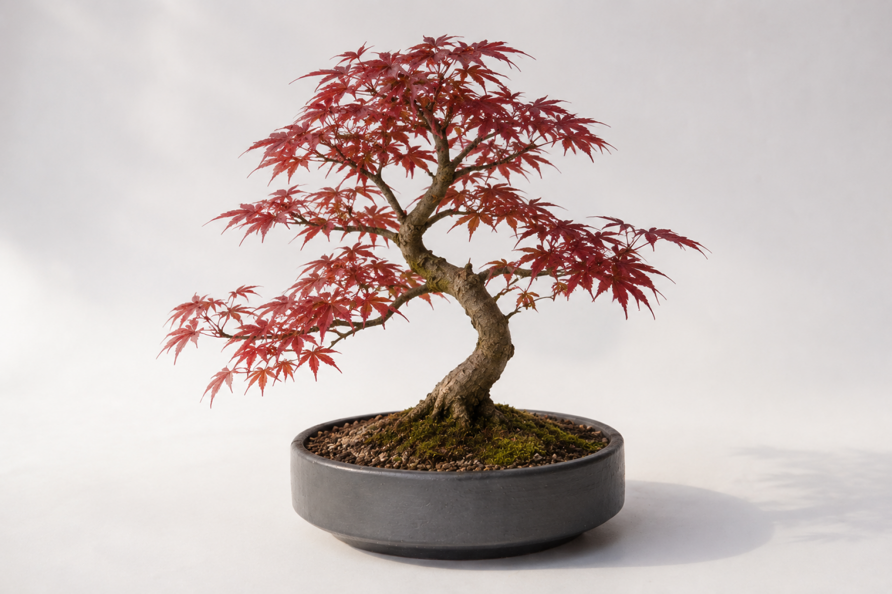 BONSAİ SAKSISI - EL YAPIMI BETON GRİ ANTRASİT BONSAİ SAKSISI - EL YAPIMI BETON GRİ ANTRASİT