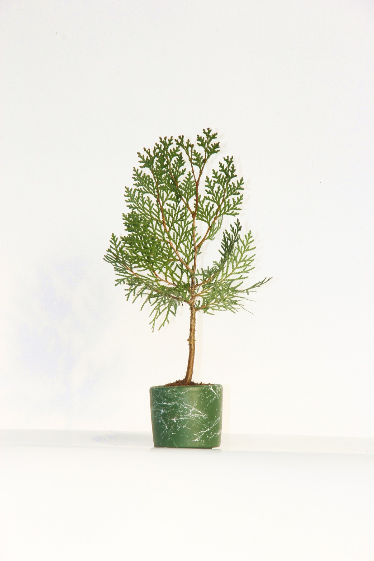 BONSAİ THUJA ORİENTALİS 2 ADET - HEDİYELİK BONSAİ (Yeşil Saksı)