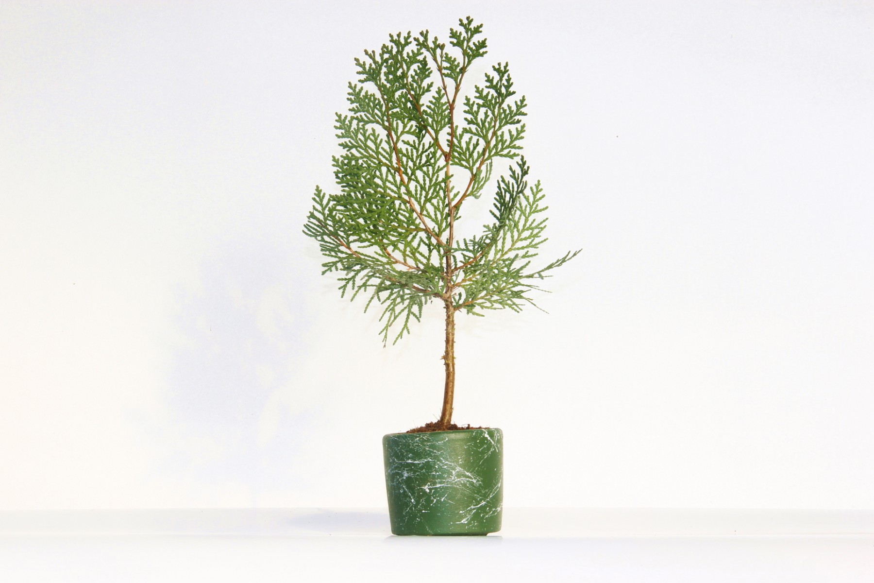 BONSAİ THUJA ORİENTALİS 2 ADET - HEDİYELİK BONSAİ (Yeşil Saksı)