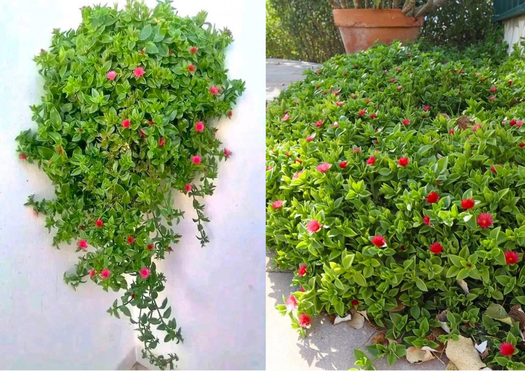 BUZ ÇİÇEĞİ 15 ADET - YER ÖRTÜCÜ ve SARKICI BİTKİ