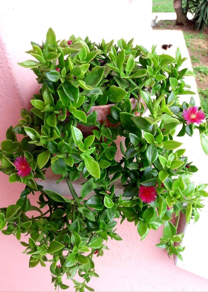 BUZ ÇİÇEĞİ 15 ADET - YER ÖRTÜCÜ ve SARKICI BİTKİ