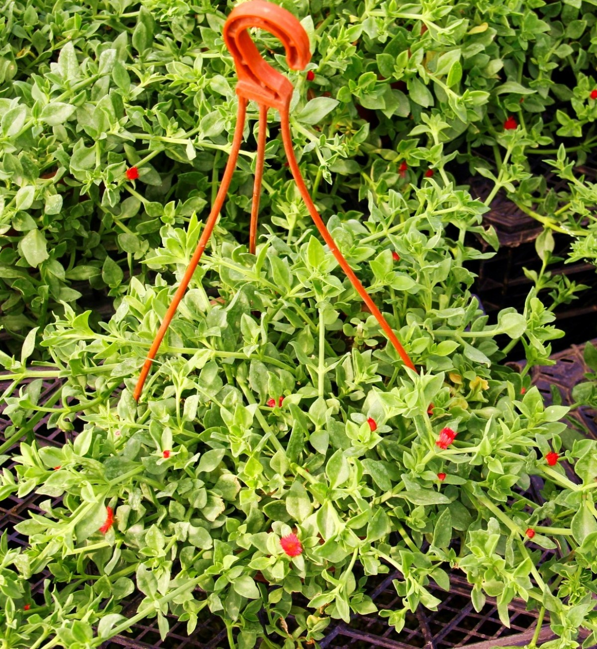 BUZ ÇİÇEĞİ 5 ADET - ASKILI SAKSIDA HEDİYELİK BUZ ÇİÇEĞİ 5 ADET - ASKILI SAKSIDA HEDİYELİK