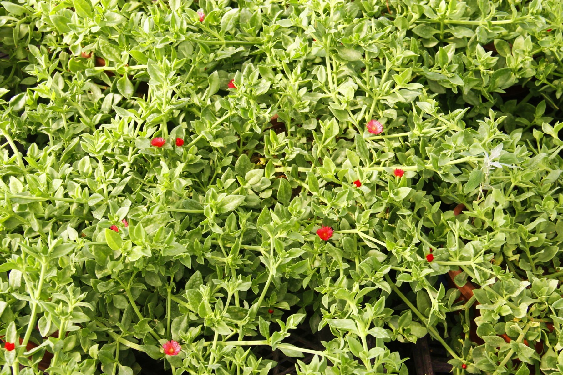 BUZ ÇİÇEĞİ - ASKILI SAKSIDA HEDİYELİK