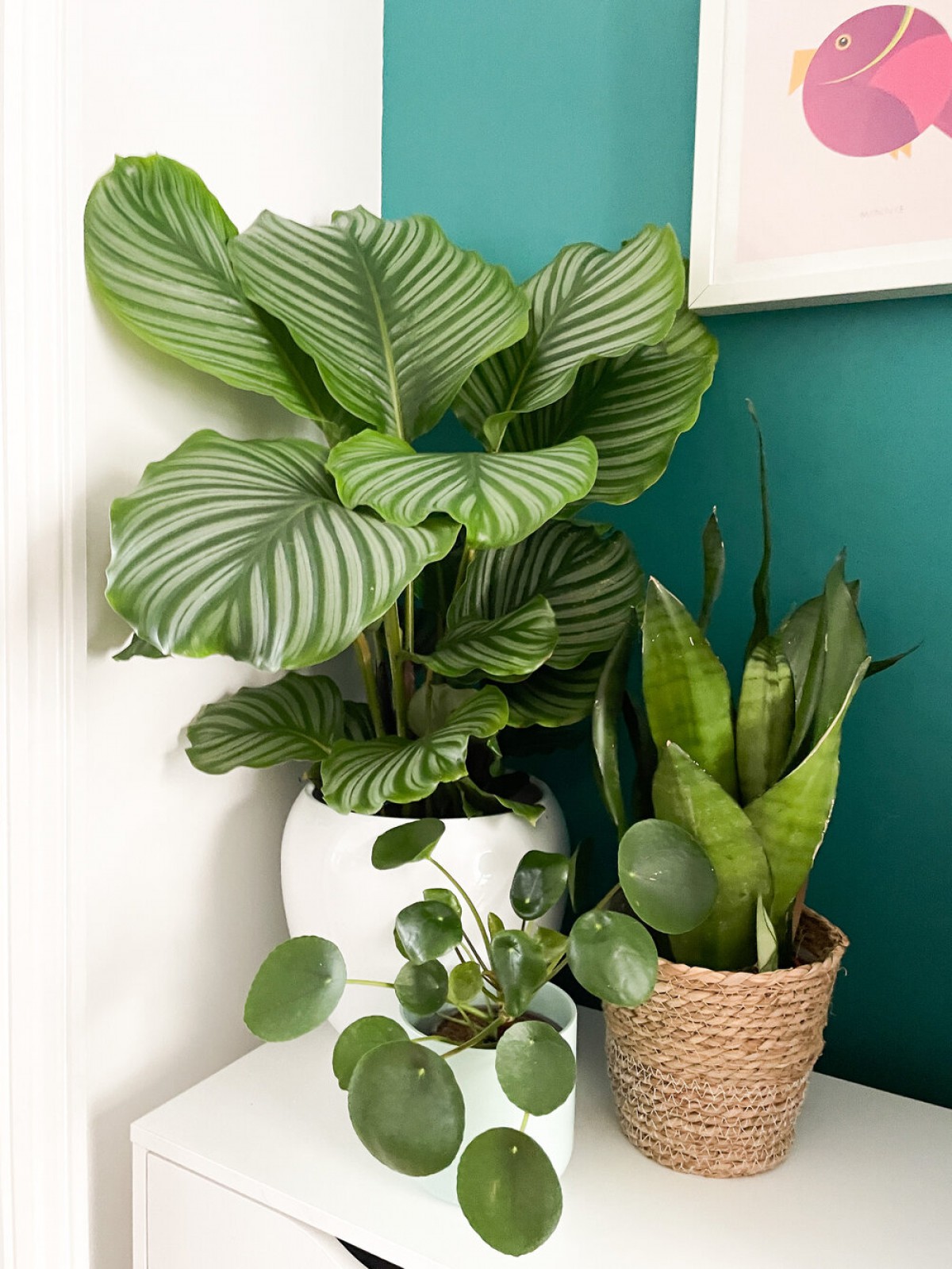 Calathea Orbifolia (Dua Çiçeği) 20-30 cm