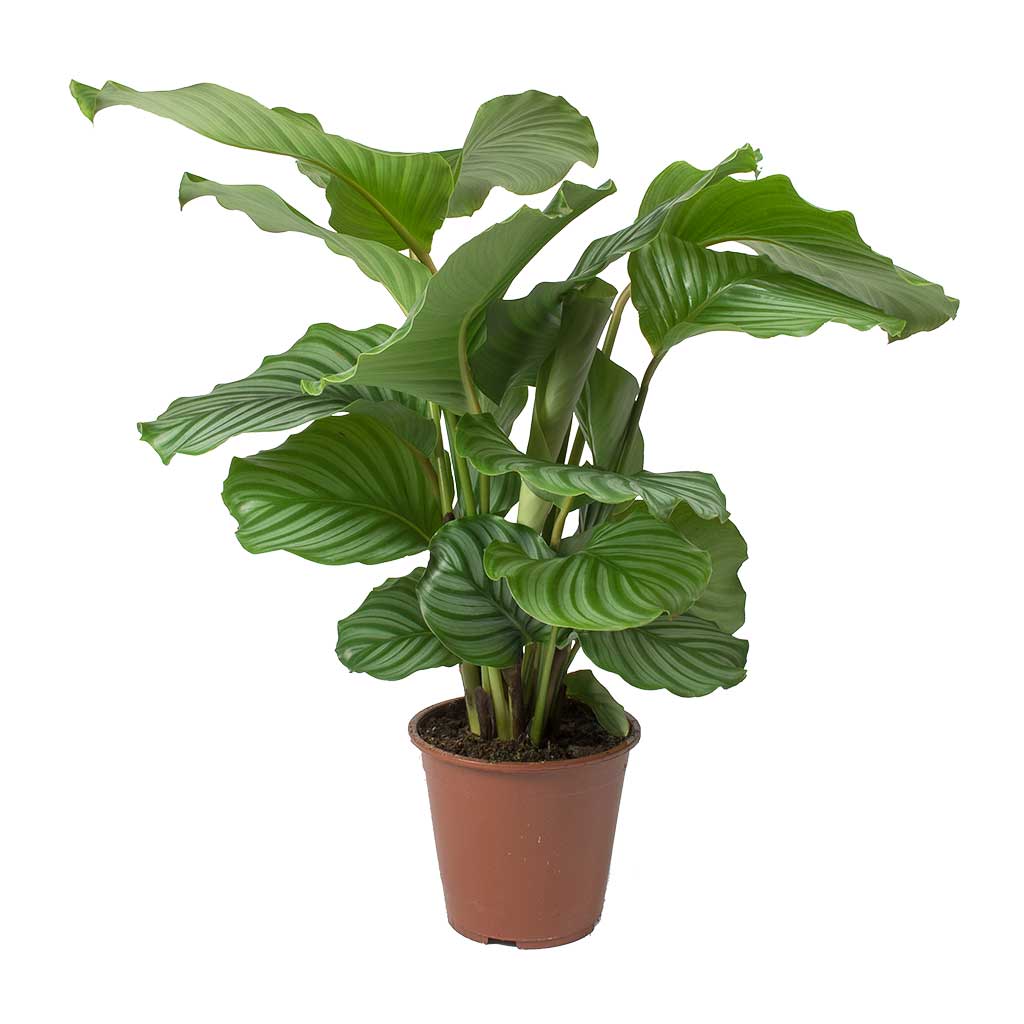 Calathea Orbifolia (Dua Çiçeği) 20-30 cm