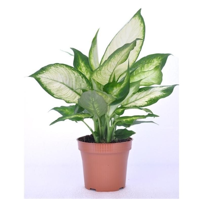 Camila  (Dieffenbachia Camilla) 40 cm