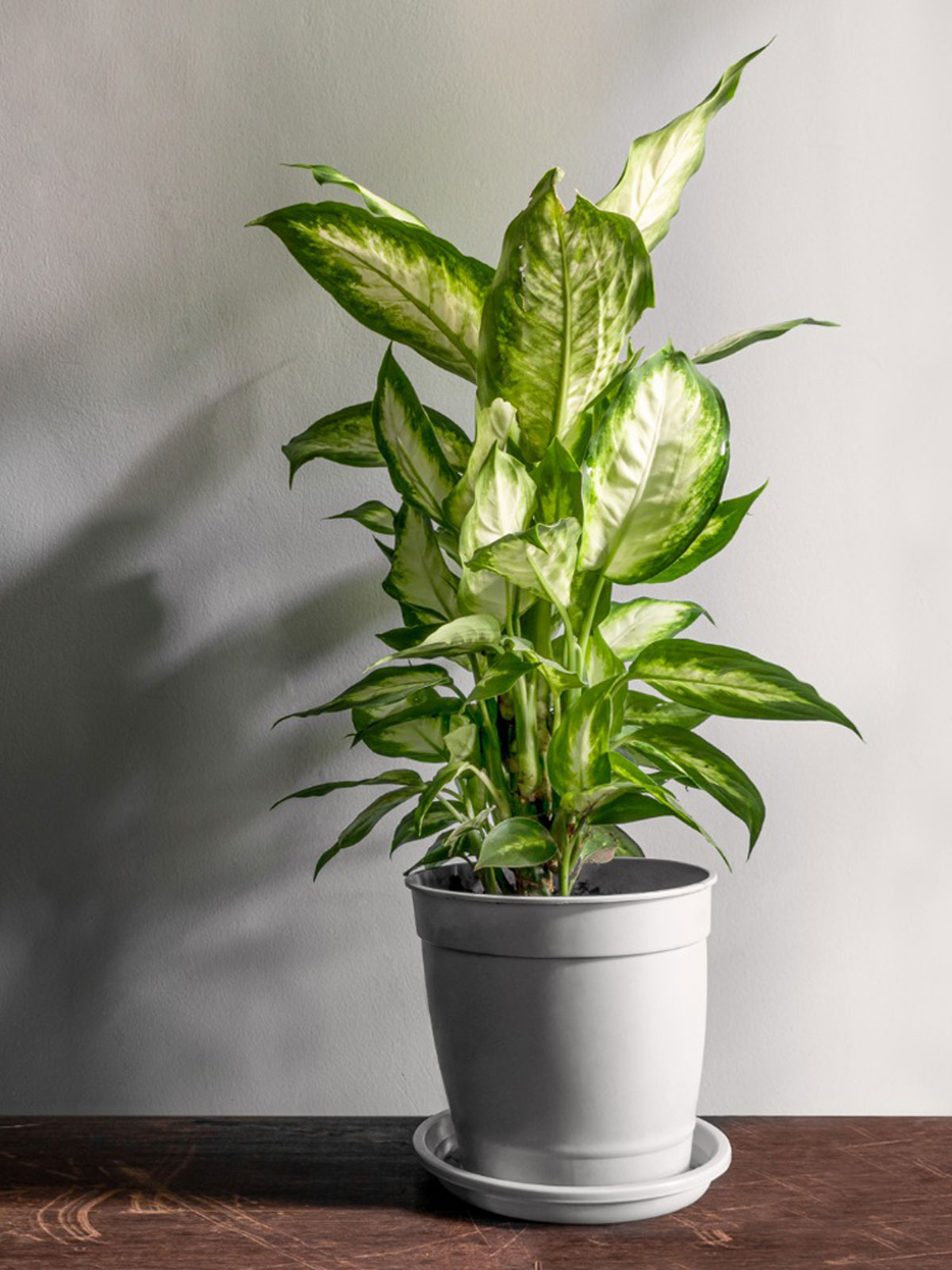 Camila  (Dieffenbachia Camilla) 40 cm
