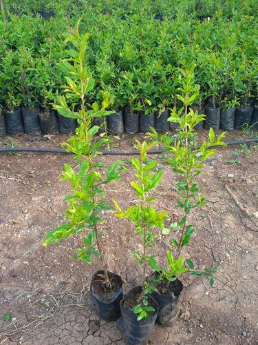 Çekirdeksiz Nar Fidanı Tüplü 2 Adet