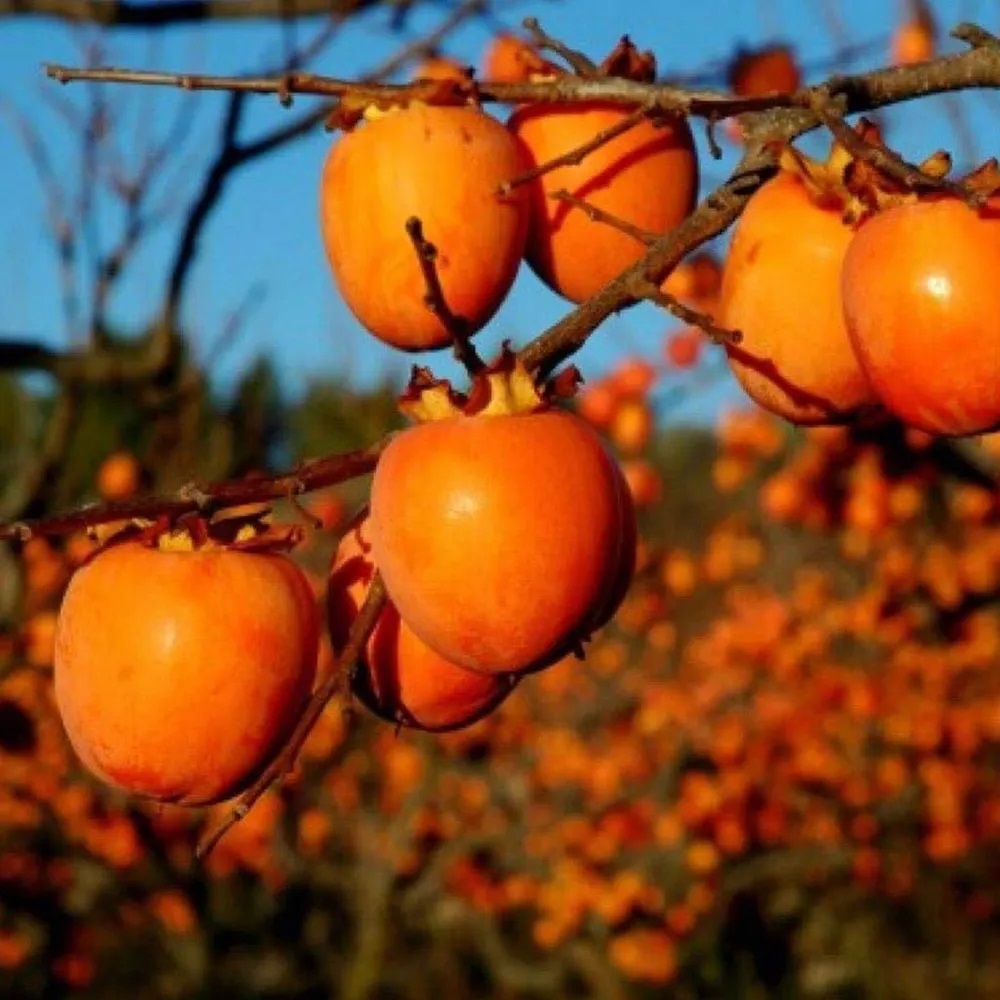 ÇİKOLATALI HARBİYE HURMA FİDANI (KAKAOLU) ÇİKOLATALI HARBİYE HURMA FİDANI (KAKAOLU)