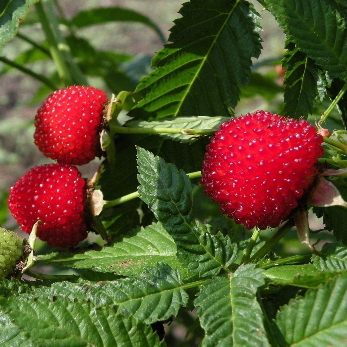 ÇİLEK AHUDUDU FİDANI 3 ADET - Rubus Rosifolius