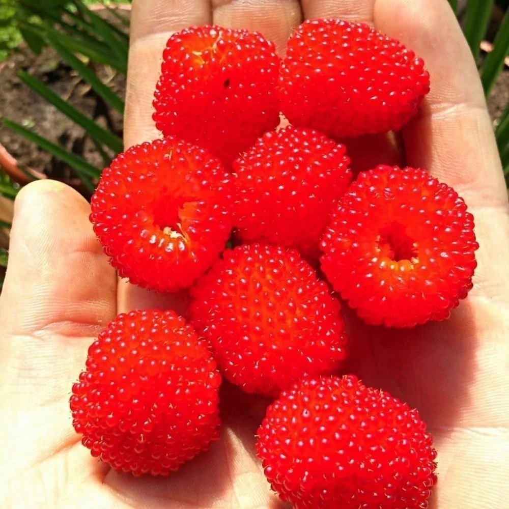 ÇİLEK AHUDUDU FİDANI 3 ADET - Rubus Rosifolius