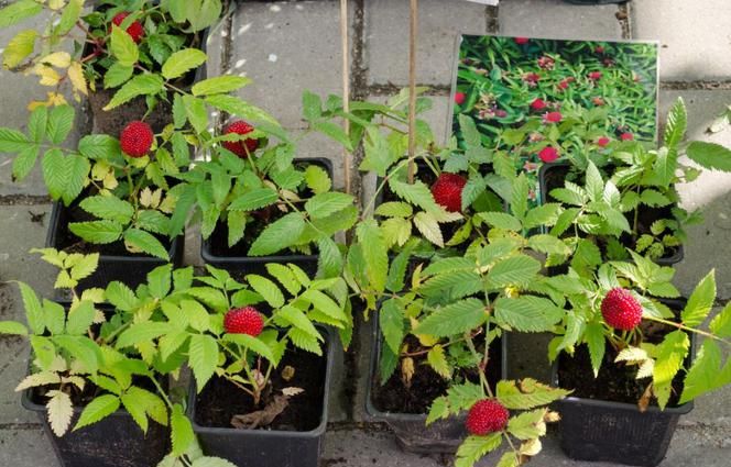 ÇİLEK AHUDUDU FİDANI 3 ADET - Rubus Rosifolius