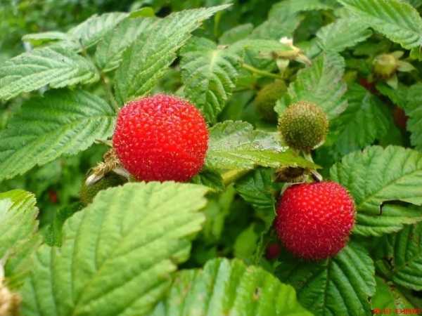 ÇİLEK AHUDUDU FİDANI 3 ADET - Rubus Rosifolius