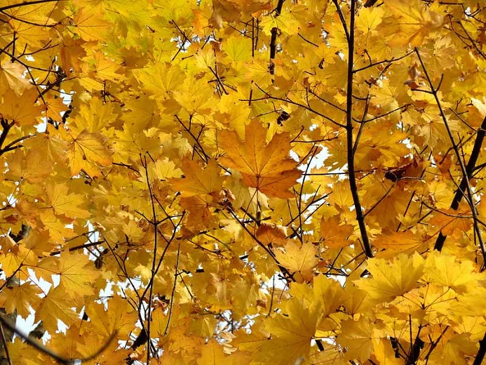 ÇINAR YAPRAKLI AKÇAAĞAÇ TOHUMU 20 ADET - Acer Platanoides ÇINAR YAPRAKLI AKÇAAĞAÇ TOHUMU 20 ADET - Acer Platanoides