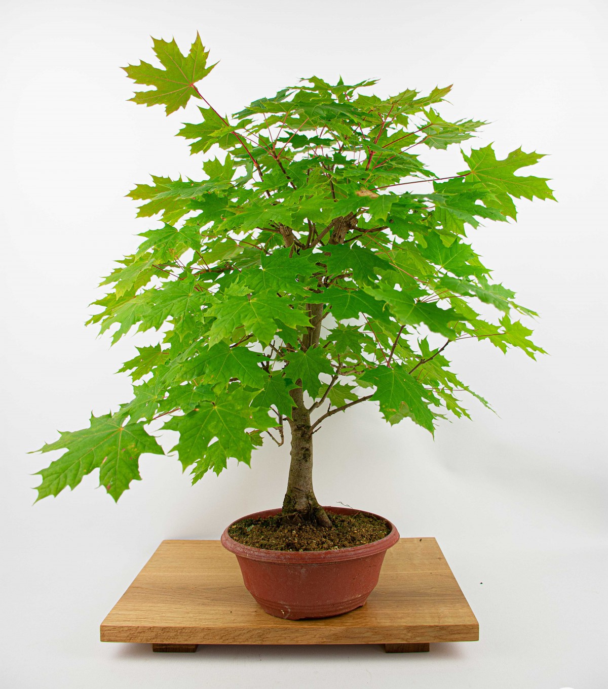 ÇINAR YAPRAKLI AKÇAAĞAÇ TOHUMU 40 ADET - Acer Platanoides ÇINAR YAPRAKLI AKÇAAĞAÇ TOHUMU 40 ADET - Acer Platanoides