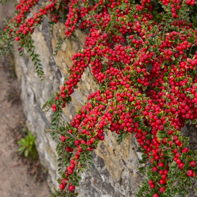COTONEASTER HORİZONTALİS 10 ADET - YAYILICI DAĞ MUŞMULASI COTONEASTER HORİZONTALİS 10 ADET - YAYILICI DAĞ MUŞMULASI