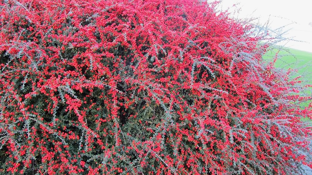 COTONEASTER HORİZONTALİS 10 ADET - YAYILICI DAĞ MUŞMULASI