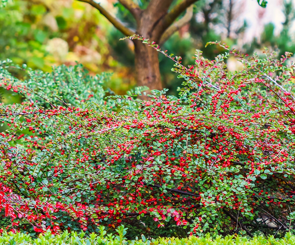 COTONEASTER HORİZONTALİS 3 ADET - YAYILICI DAĞ MUŞMULASI