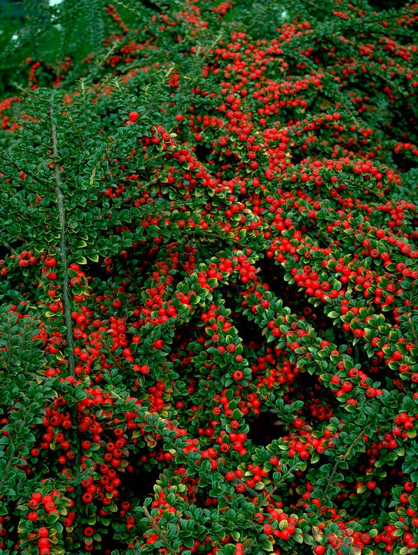 COTONEASTER HORİZONTALİS 3 ADET - YAYILICI DAĞ MUŞMULASI