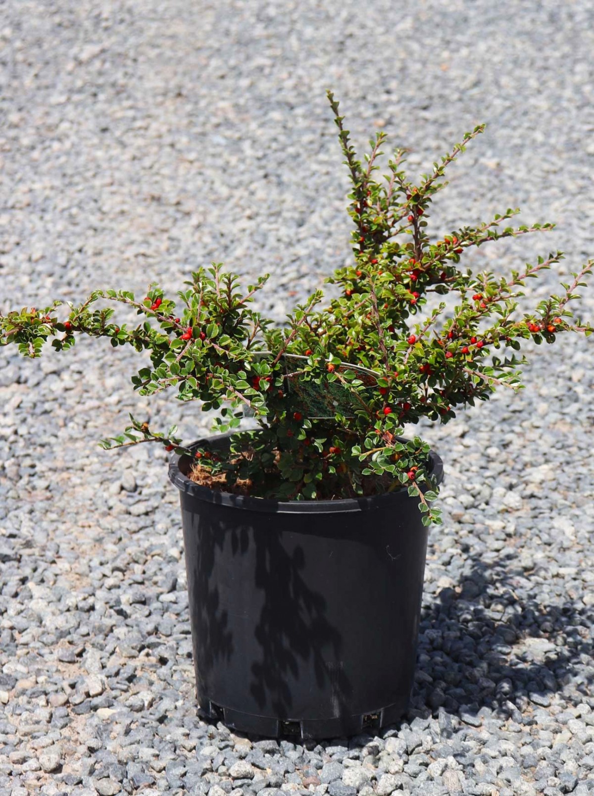COTONEASTER HORİZONTALİS 5 ADET - YAYILICI DAĞ MUŞMULASI