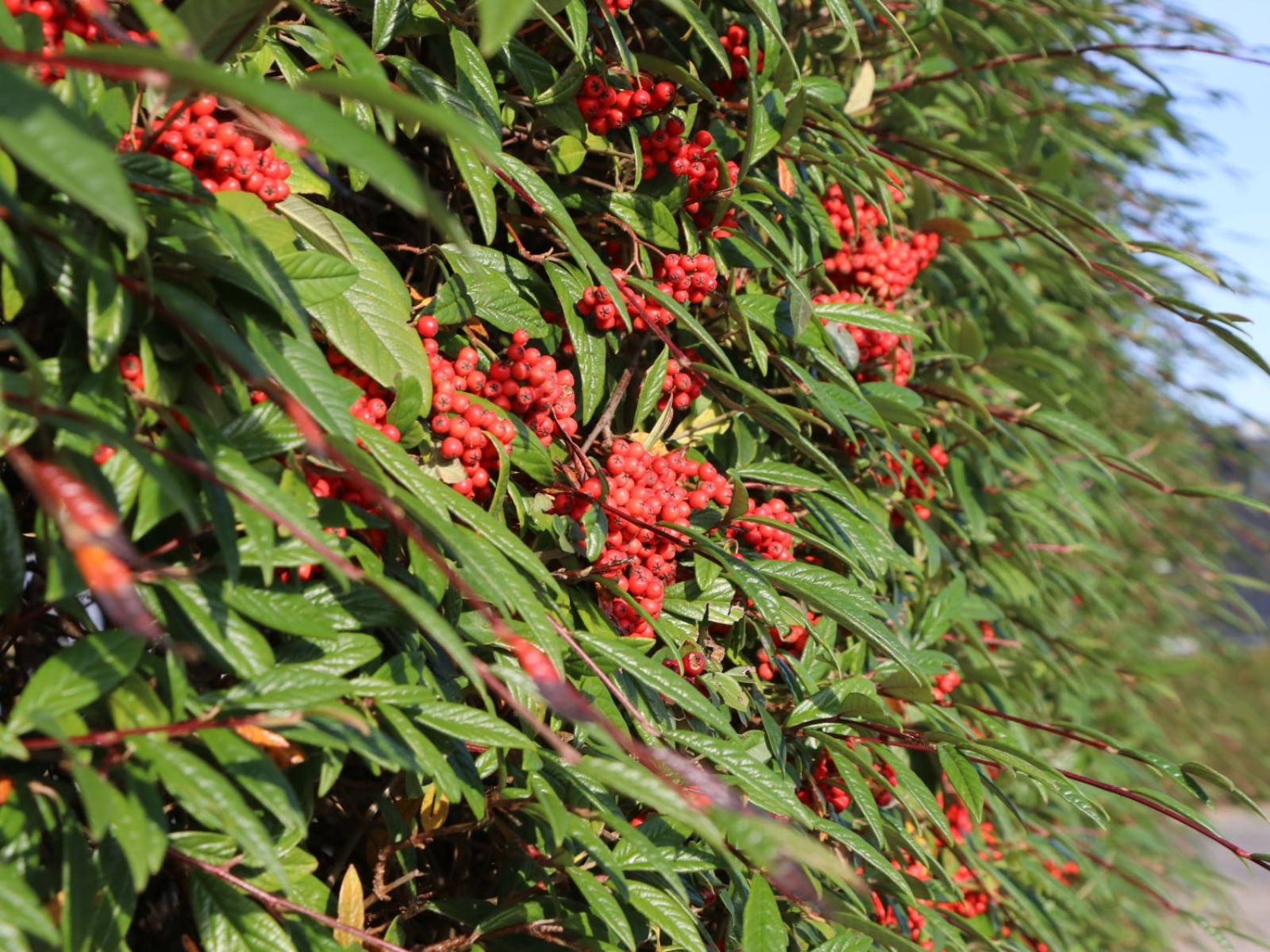 COTONEASTER SALİCİFOLİUS 10 ADET - HERDEM YEŞİL DAĞ MUŞMULASI