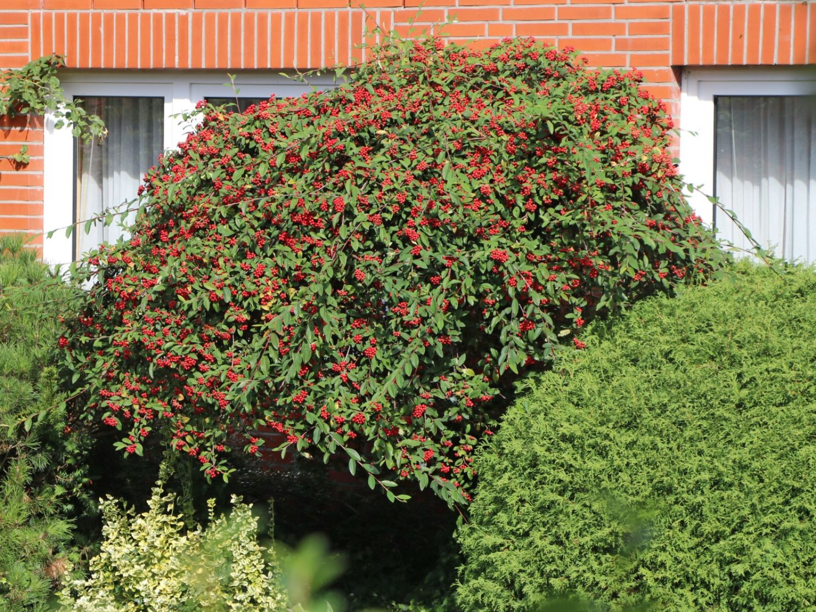 COTONEASTER SALİCİFOLİUS 10 ADET - HERDEM YEŞİL DAĞ MUŞMULASI COTONEASTER SALİCİFOLİUS 10 ADET - HERDEM YEŞİL DAĞ MUŞMULASI