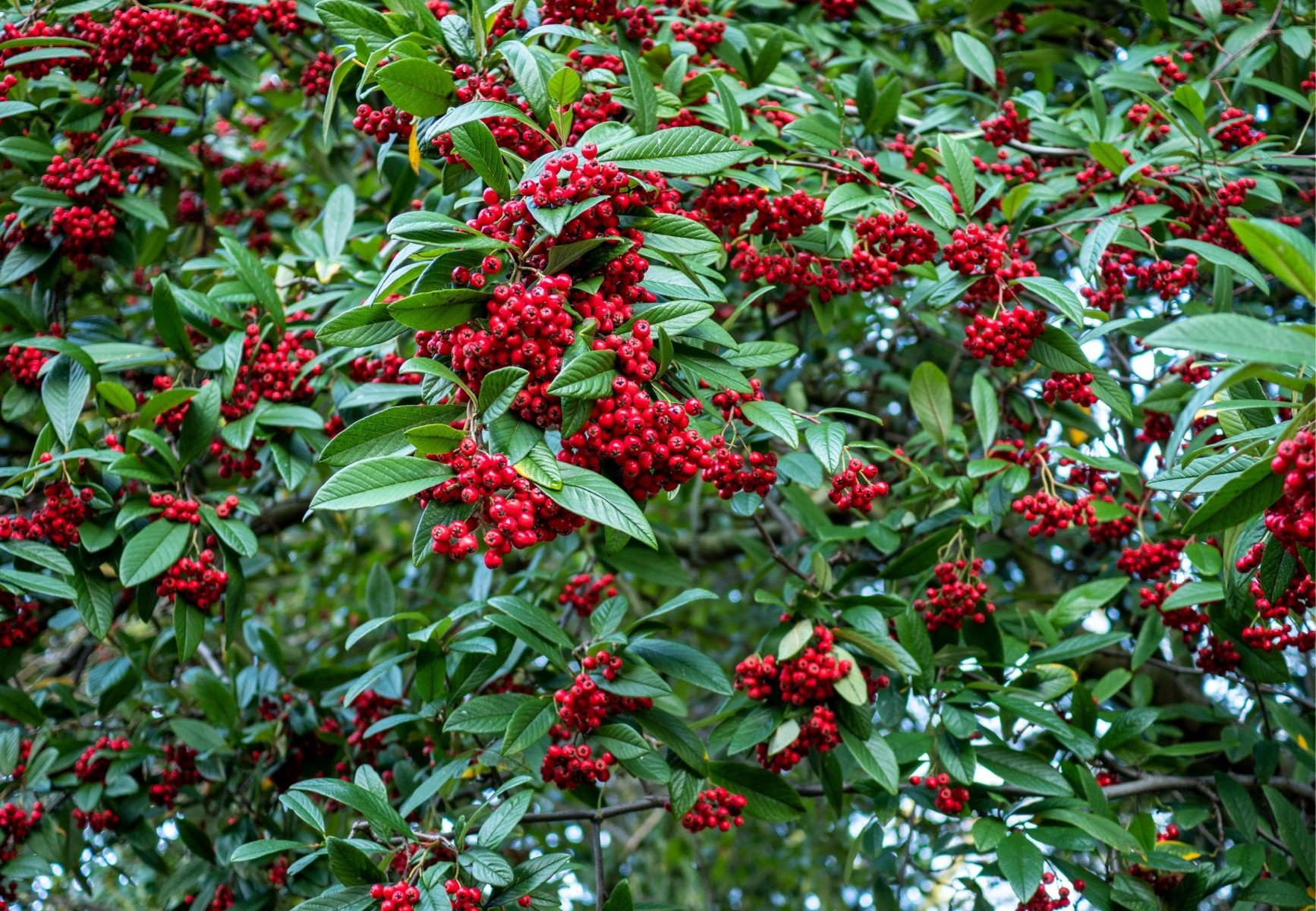 COTONEASTER SALİCİFOLİUS 3 ADET - HERDEM YEŞİL DAĞ MUŞMULASI