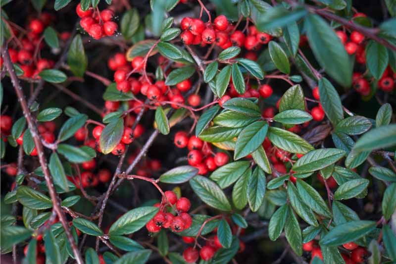 COTONEASTER SALİCİFOLİUS 3 ADET - HERDEM YEŞİL DAĞ MUŞMULASI
