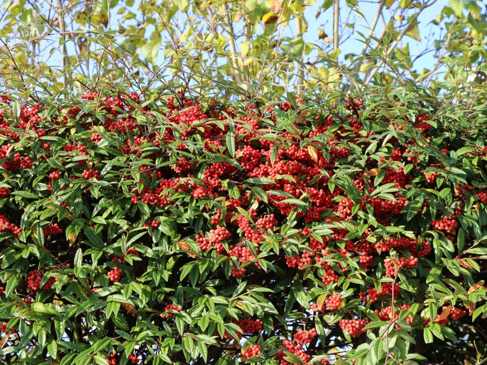 COTONEASTER SALİCİFOLİUS 3 ADET - HERDEM YEŞİL DAĞ MUŞMULASI