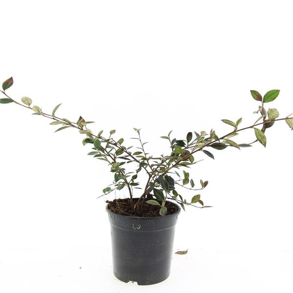 COTONEASTER SALİCİFOLİUS 3 ADET - HERDEM YEŞİL DAĞ MUŞMULASI