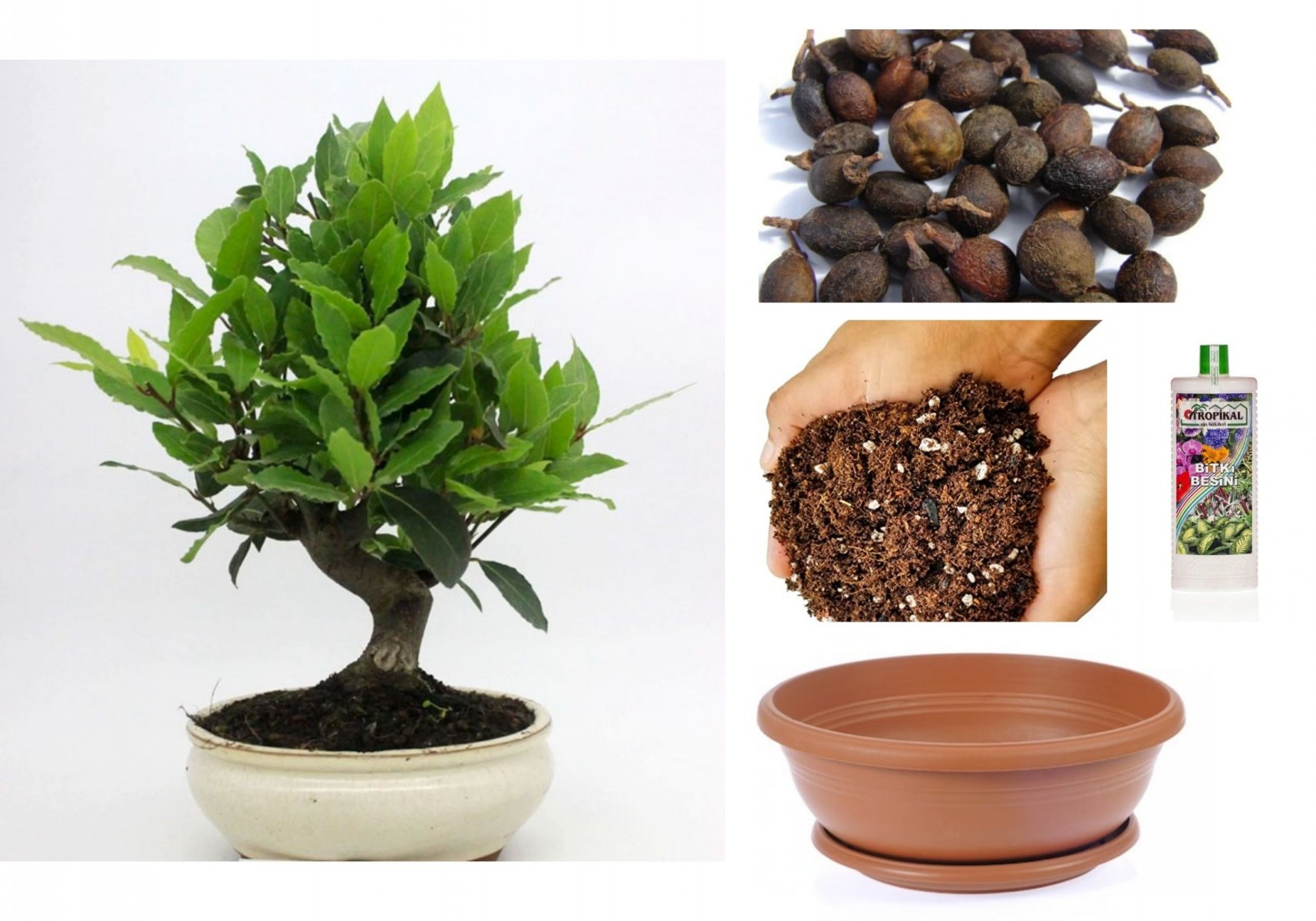 DEFNE AĞACI BONSAİ EKİM SETİ (TOHUM,TOPRAK,SAKSI,BİTKİ BESİNİ)