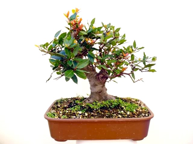 DEFNE AĞACI BONSAİ EKİM SETİ (TOHUM,TOPRAK,SAKSI,BİTKİ BESİNİ)