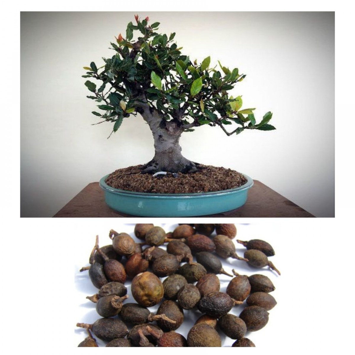 DEFNE AĞACI TOHUMU 30 ADET - Laurus Nobilis DEFNE AĞACI TOHUMU 30 ADET - Laurus Nobilis