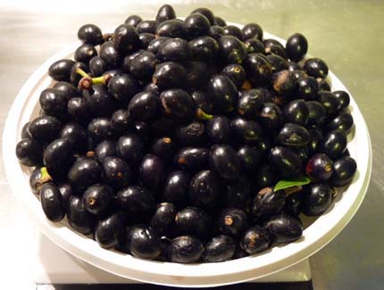 DEFNE AĞACI TOHUMU 30 ADET - Laurus Nobilis DEFNE AĞACI TOHUMU 30 ADET - Laurus Nobilis