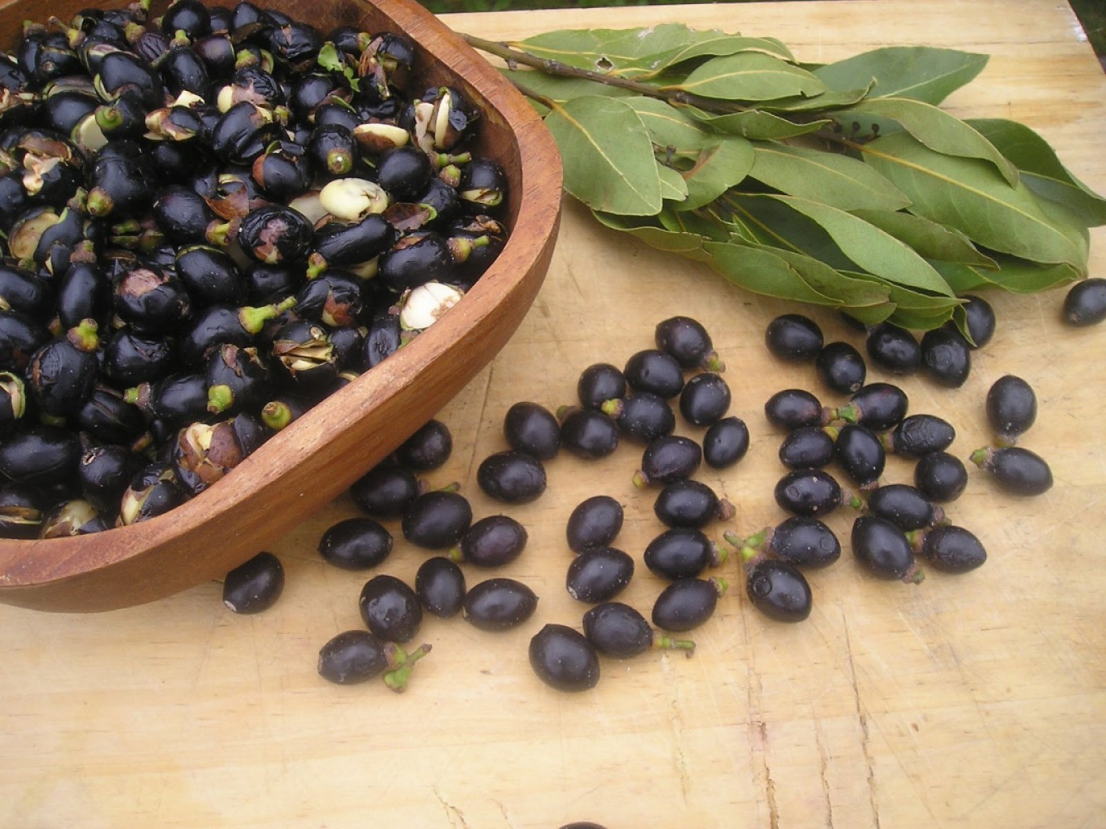 DEFNE AĞACI TOHUMU 30 ADET - Laurus Nobilis DEFNE AĞACI TOHUMU 30 ADET - Laurus Nobilis