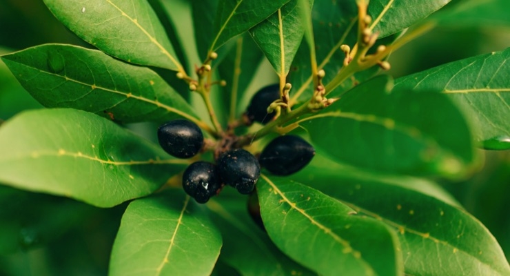DEFNE AĞACI TOHUMU 30 ADET - Laurus Nobilis DEFNE AĞACI TOHUMU 30 ADET - Laurus Nobilis