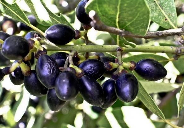 DEFNE AĞACI TOHUMU 60 ADET - Laurus Nobilis DEFNE AĞACI TOHUMU 60 ADET - Laurus Nobilis