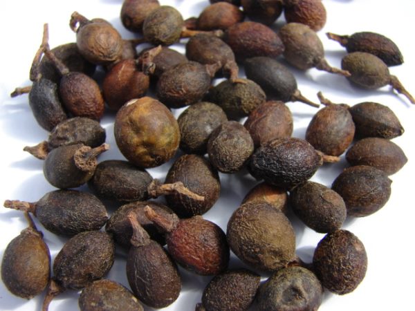 DEFNE AĞACI TOHUMU 60 ADET - Laurus Nobilis