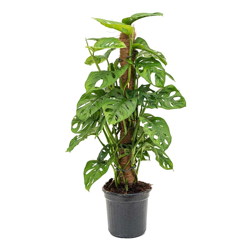 Delikli Devetabanı (Monstera Adansonii Monkey Mask) Sopalı 2 Adet
