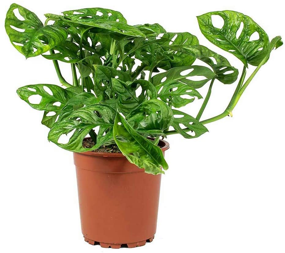 Delikli Devetabanı (Monstera Adansonii Monkey) Saksılı 2 Adet