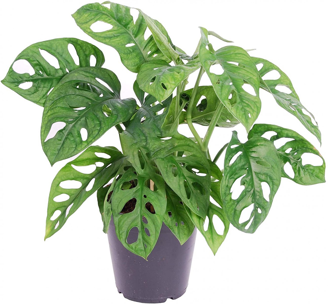 Delikli Devetabanı (Monstera Adansonii Monkey) Saksılı 2 Adet
