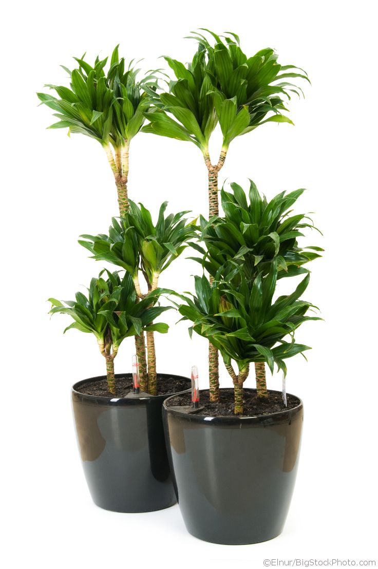 Draceana Compacta  3 Gövdeli