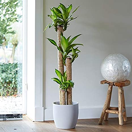 Dracena Massengena 3’lü 100-125 cm