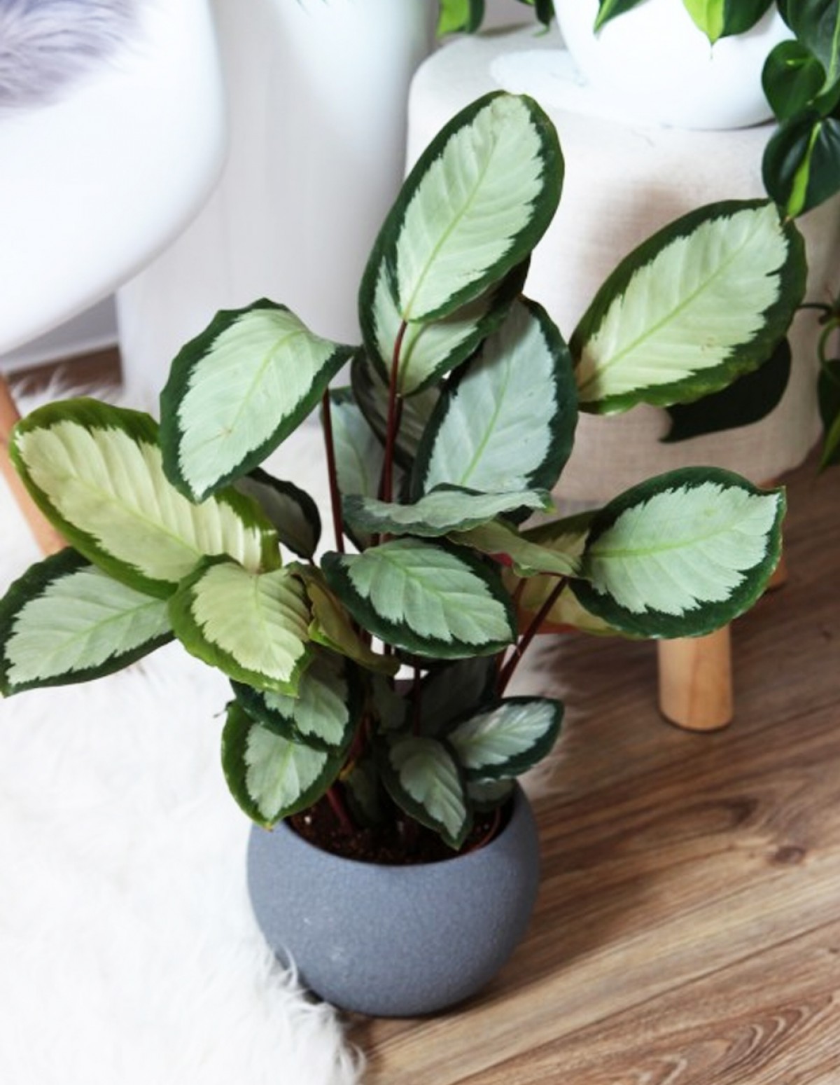 Dua Çiçeği - Calathea Picturata